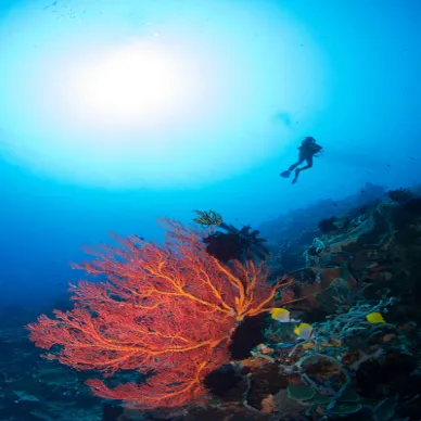 aqaba